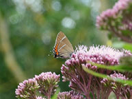 White-letter Hairstreak
Click on image to enlarge
