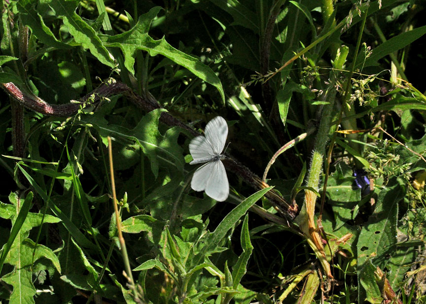 Photograph of a Wood White
Click for the next photo