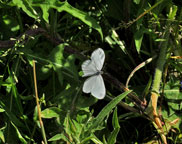 Small photograph of a Wood White
Click on the image to enlarge
