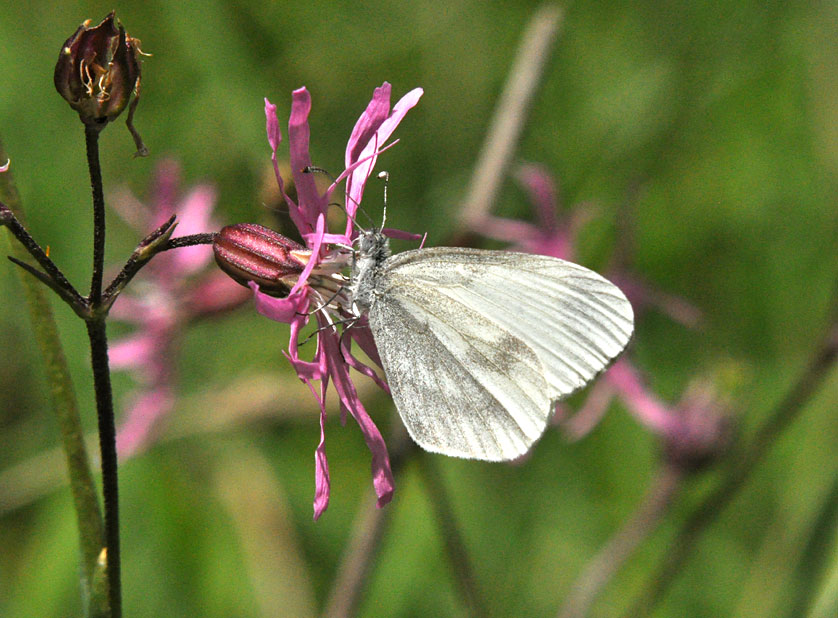 Photograph of a Wood White
Click for the next photo