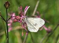 Small photograph of a Wood White
Click on the image to enlarge