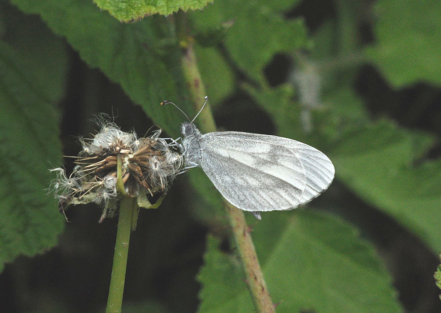 Photograph of a Wood White
Click for the next photo