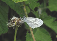 Small photograph of a Wood White
Click on the image to enlarge