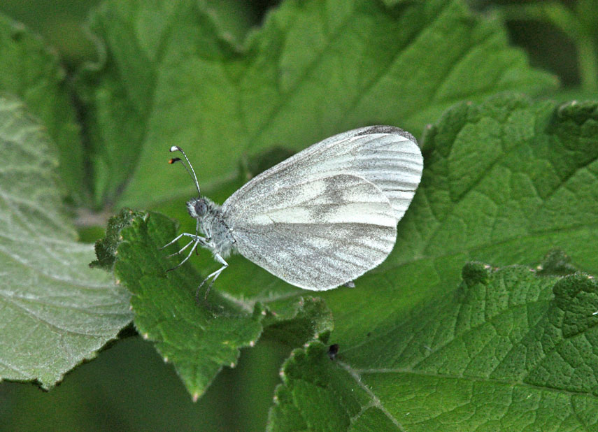 Photograph of a Wood White
Click for the next photo