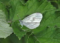 Wood White
Click on image to enlarge
