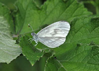 Small photograph of a Wood White
Click on the image to enlarge