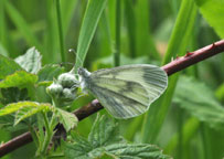 Small photograph of a Wood White
Click on the image to enlarge