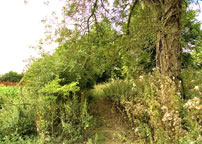 Aug 2009, Walk photo 429
Click on image to enlarge